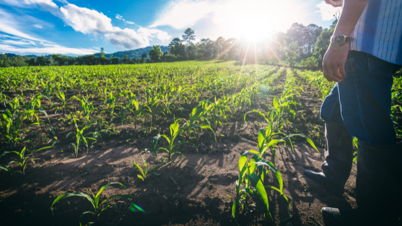 Com visão estratégica e equilíbrio, a agronomia forma especialistas capazes de gerar resultado sustentável, ressalta Alfredo Moreira Filho.