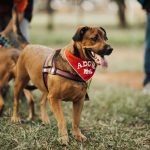 Cão usando bandana com a mensagem “Adote-me” em um parque.