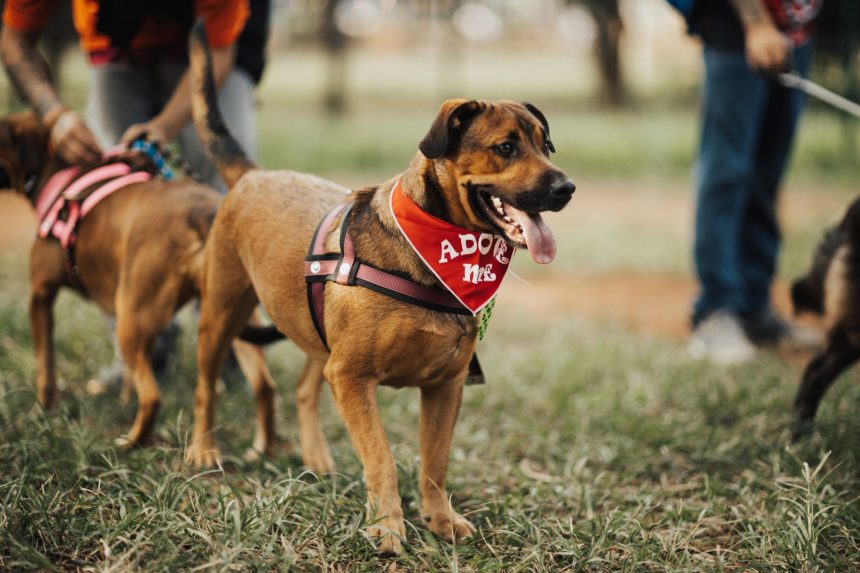 Cão usando bandana com a mensagem “Adote-me” em um parque.